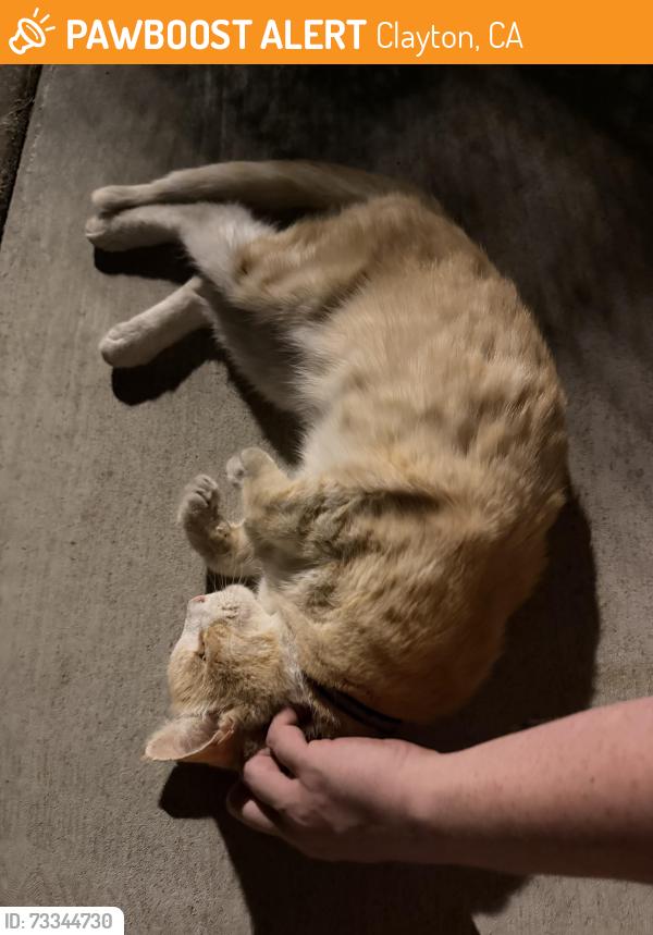 Found/Stray Male Cat last seen Clayton rd and Kirkerpass by Safeway, Clayton, CA 94517