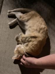 Found/Stray Male Cat last seen Clayton rd and Kirkerpass by Safeway, Clayton, CA 94517