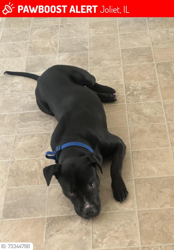 Lost Female Dog last seen East Joliet, Joliet, IL 60433