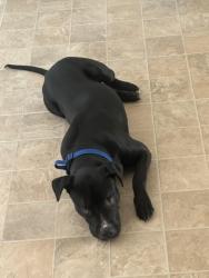 Lost Female Dog last seen East Joliet, Joliet, IL 60433