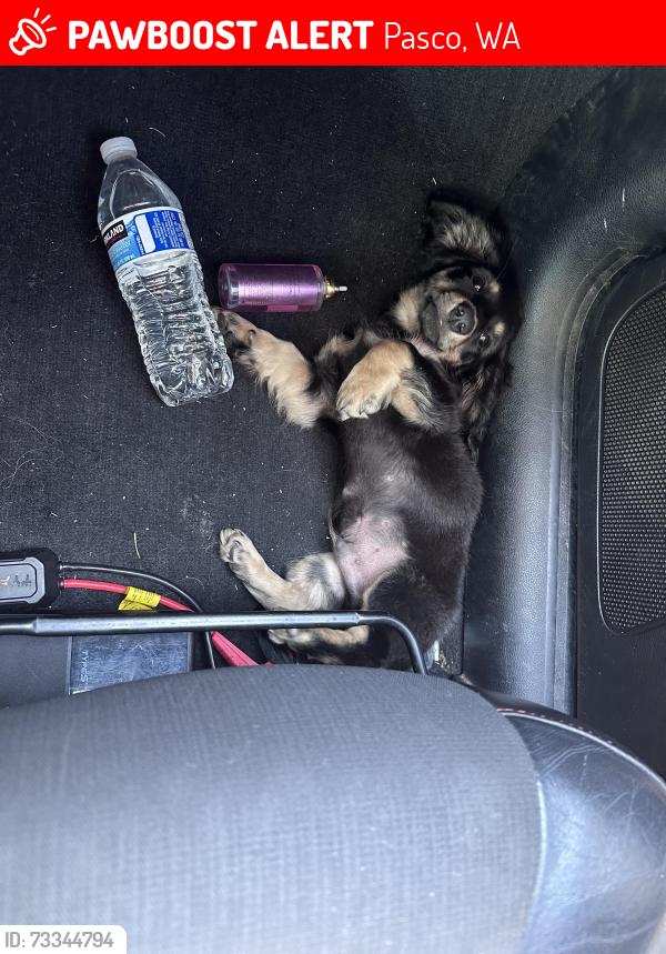 Lost Male Dog last seen 8th and brown st, Pasco, WA 99301
