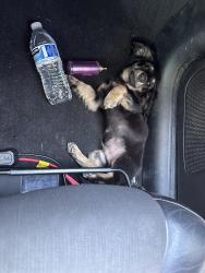 Lost Male Dog last seen 8th and brown st, Pasco, WA 99301