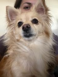 Lost Female Dog last seen Rosa Ave, Sunnyvale, CA 94086