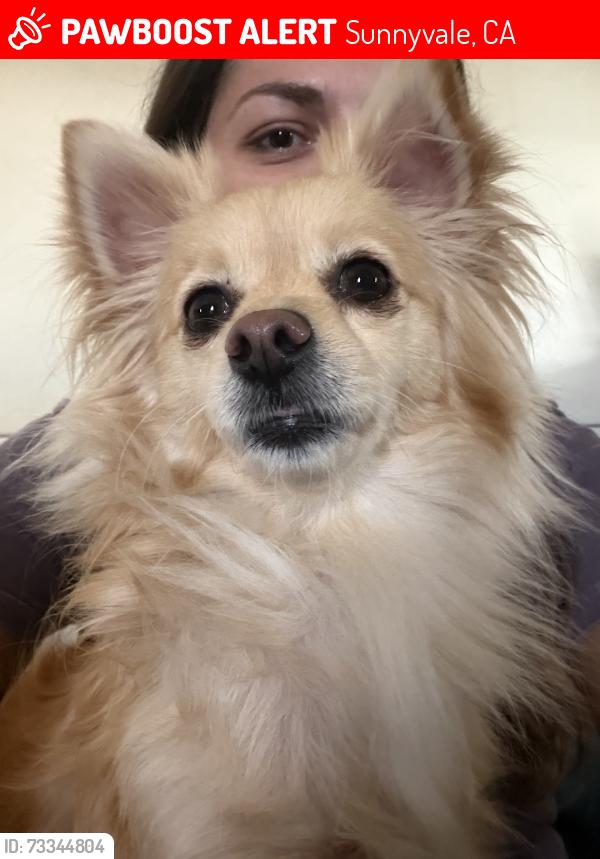 Lost Female Dog last seen Rosa Ave, Sunnyvale, CA 94086