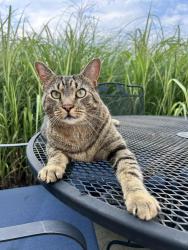 Lost Male Cat last seen Sun Ridge St and Nolder Drive. Also off Fair Ave, Lancaster, OH 43130