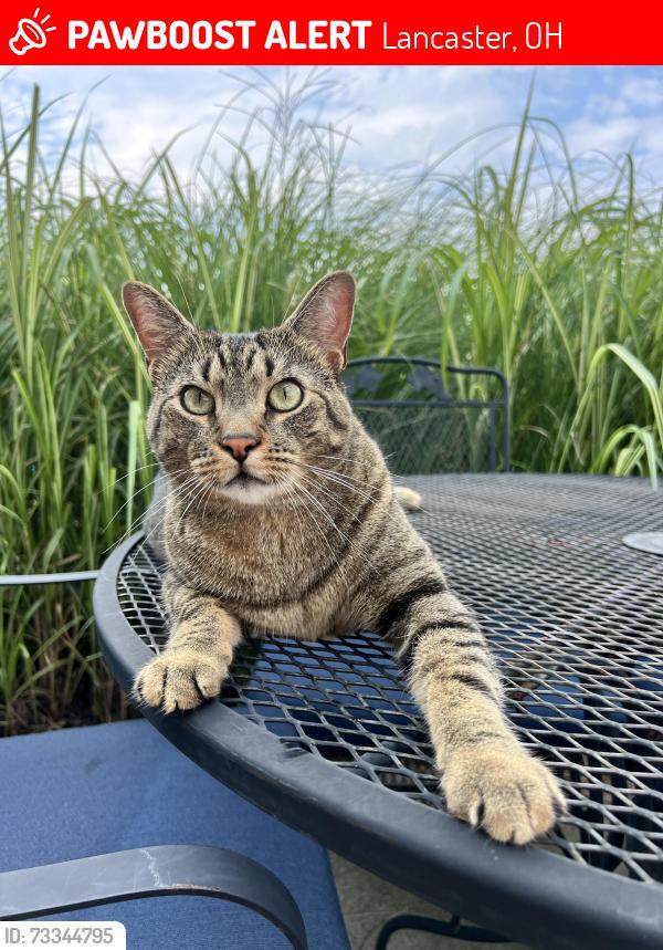 Lost Male Cat last seen Sun Ridge St and Nolder Drive. Also off Fair Ave, Lancaster, OH 43130