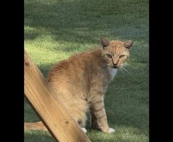 Lost Male Cat last seen Bluebird and Hammond, Miami Springs, FL 33010
