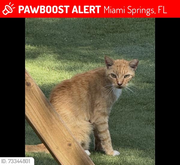 Lost Male Cat last seen Bluebird and Hammond, Miami Springs, FL 33010