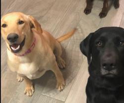 Reunited Male Dog last seen Drexel and 12th ave, Tucson, AZ 85706