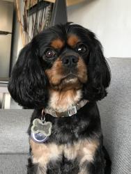 Lost Male Dog last seen Knight Terrace and Knight Court and Knight Court is off of 9 Mile Road, Richmond, VA 23223