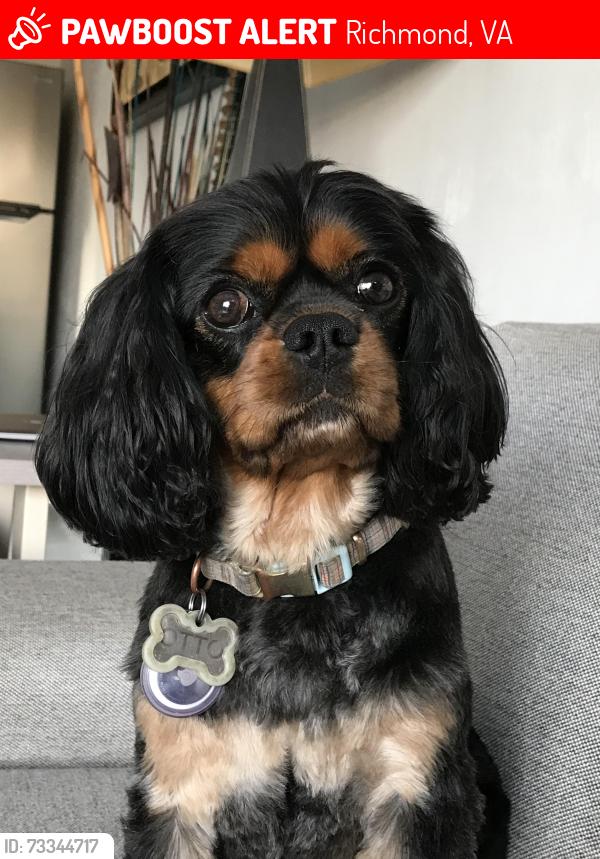 Lost Male Dog last seen Knight Terrace and Knight Court and Knight Court is off of 9 Mile Road, Richmond, VA 23223