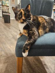Lost Female Cat last seen Canterbury ests, Kernersville, NC 27284