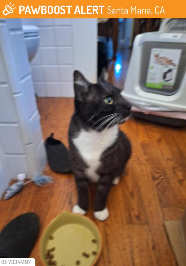 Found/Stray Female Cat last seen Edward's Theater parking lot, Santa Maria, CA 93458