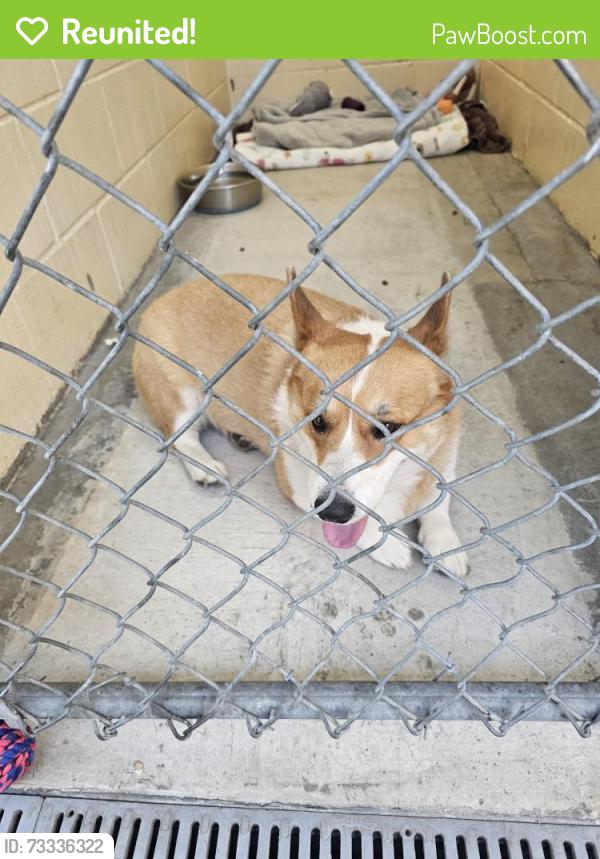Reunited Unknown Dog last seen Requeza street, Encinitas, CA 92024