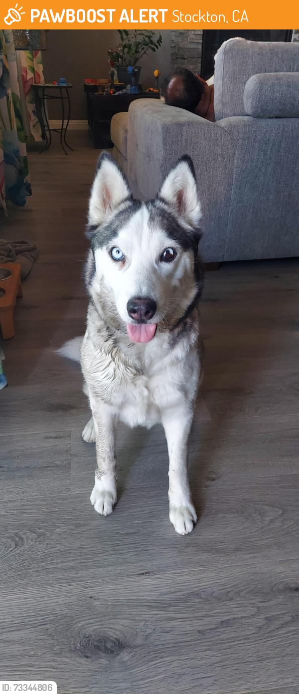 Found/Stray Female Other last seen George Lincoln Mosher Elementary School, Stockton, CA 95212