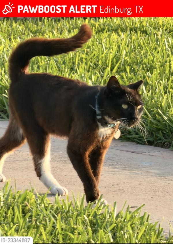 Lost Male Cat last seen Trenton / Jackson road, Edinburg, TX 78539