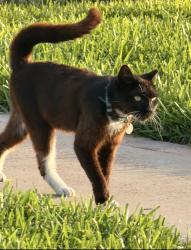 Lost Male Cat last seen Trenton / Jackson road, Edinburg, TX 78539