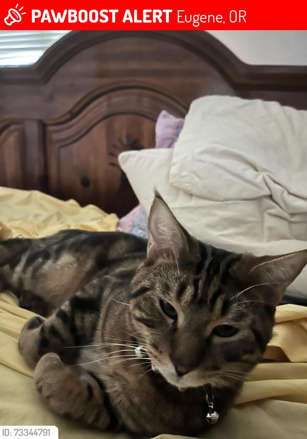 Lost Male Cat last seen Jacobs drive and concord, Eugene, OR 97402