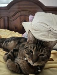 Lost Male Cat last seen Jacobs drive and concord, Eugene, OR 97402