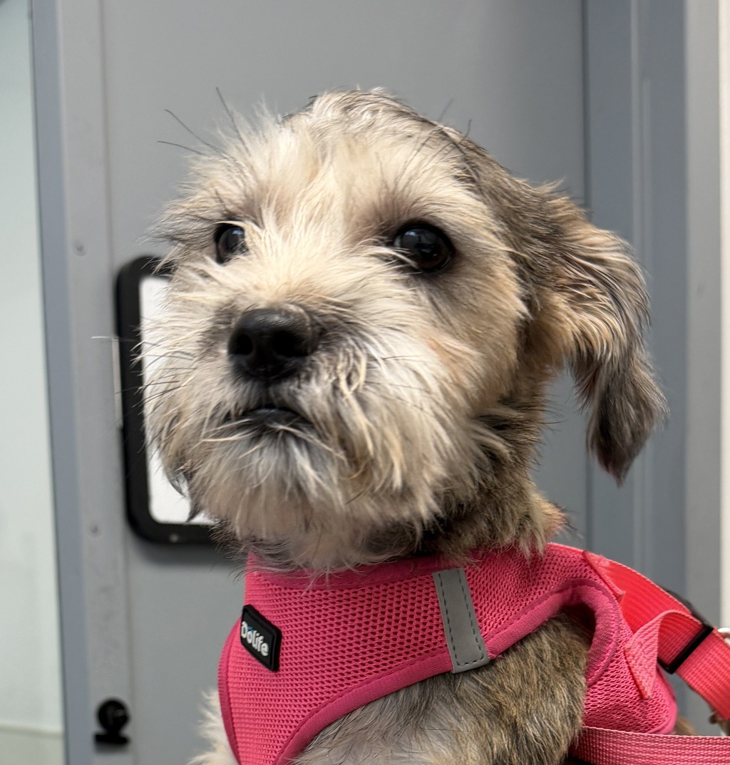 Shelter Stray Female Dog last seen Near Old Quarry Road, San Diego, CA, 92108, 5500 Gaines St, San Diego, CA 92110, USA