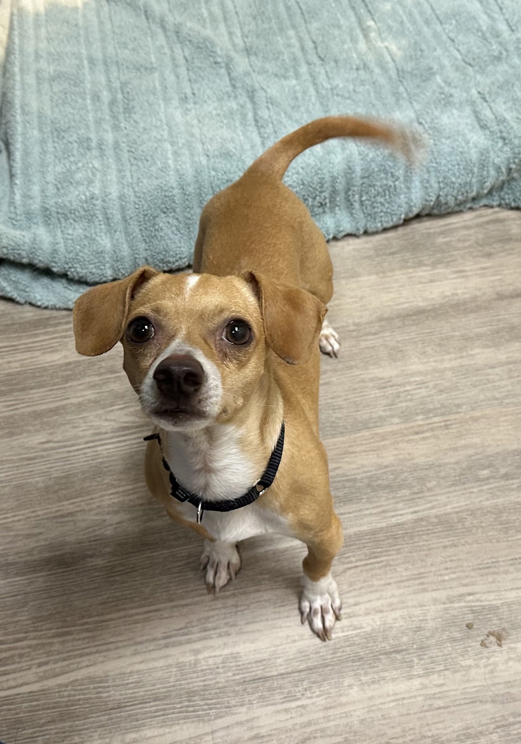 Shelter Stray Male Dog last seen Civic Center Drive, Vista, CA, 92081, Oceanside, CA 92058, USA