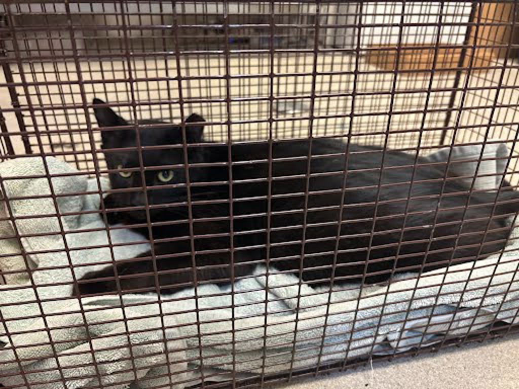 Shelter Stray Unknown Cat last seen Near Brezza Lane, AUSTIN, TX, 78748, 7201 Levander Loop bldg a, Austin, TX 78702, USA
