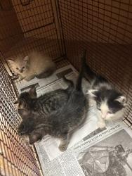 Shelter Stray Male Cat last seen Near Empress Boulevard, AUSTIN, TX, 78745, 7201 Levander Loop bldg a, Austin, TX 78702, USA