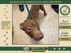 Shelter Stray Male Dog last seen FL, 5100 W Eau Gallie Blvd, Melbourne, FL 32934, USA
