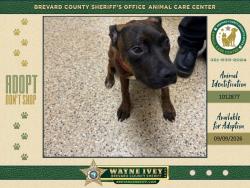 Shelter Stray Male Dog last seen FL, 5100 W Eau Gallie Blvd, Melbourne, FL 32934, USA