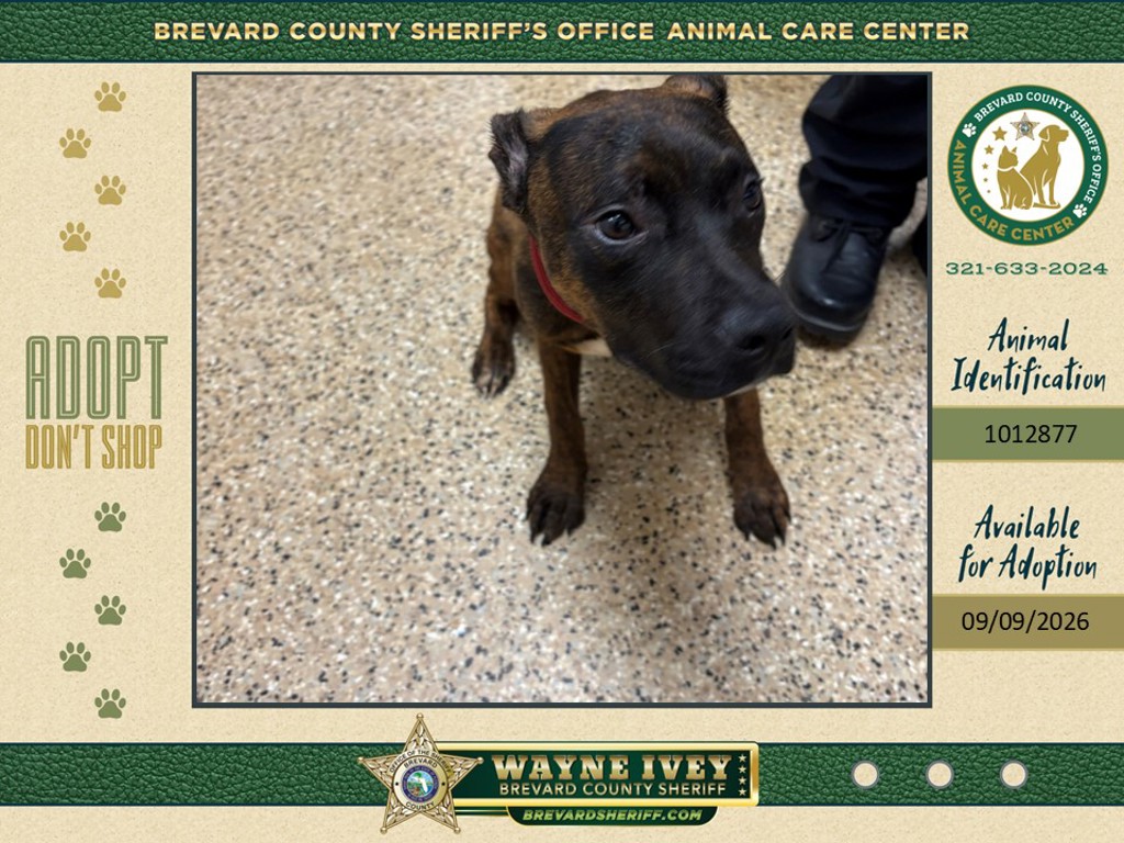 Shelter Stray Male Dog last seen FL, 5100 W Eau Gallie Blvd, Melbourne, FL 32934, USA