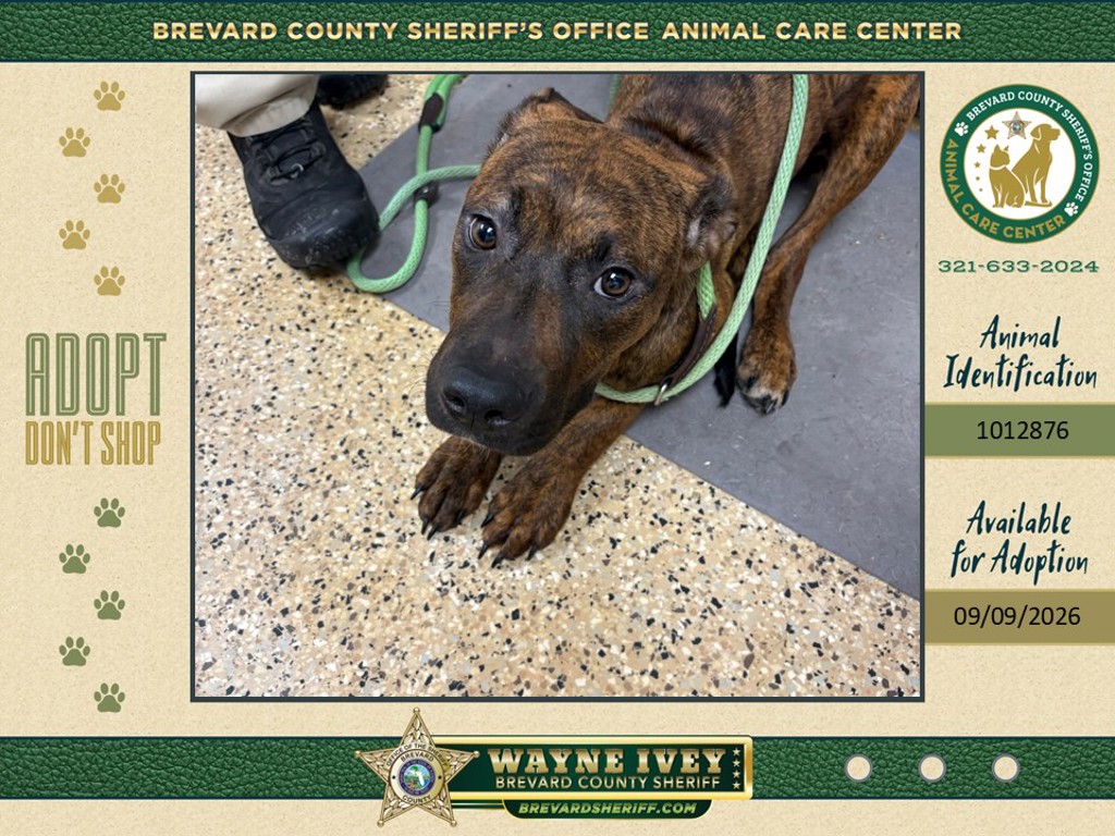 Shelter Stray Female Dog last seen FL, 5100 W Eau Gallie Blvd, Melbourne, FL 32934, USA