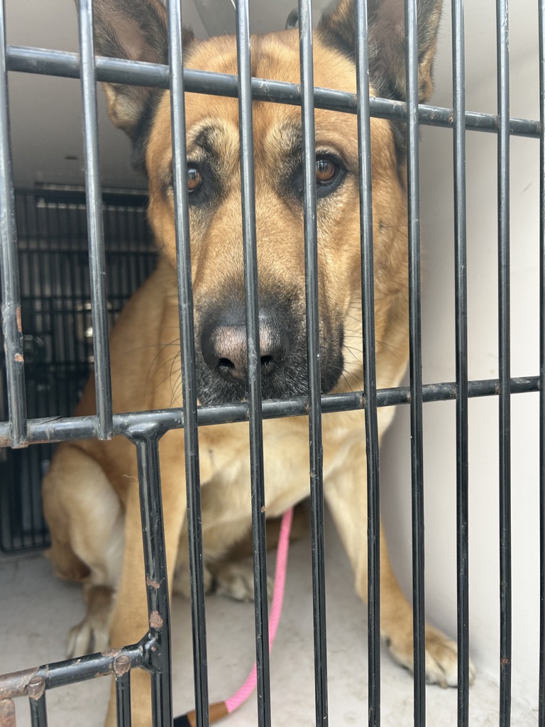 Shelter Stray Male Dog last seen State line dog park, WA, 6815 E Trent Ave, Spokane, WA 99212, USA