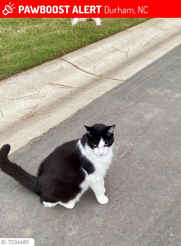 Lost Male Cat last seen Kings Lake Way, Durham, NC 27703