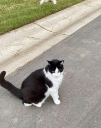 Lost Male Cat last seen Kings Lake Way, Durham, NC 27703