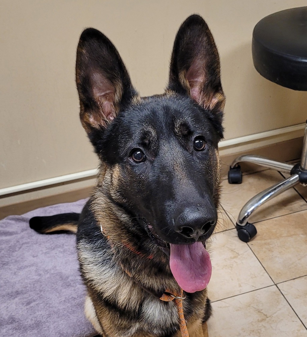 Shelter Stray Male Dog last seen SE 122nd & SE Glisan st, PORTLAND, OR, 97266, 1700 W Historic Columbia River Hwy, Troutdale, OR 97060, USA