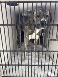 Shelter Stray Male Dog last seen SE Morrison/11th Ave, PORTLAND, OR, 97214, 1700 W Historic Columbia River Hwy, Troutdale, OR 97060, USA
