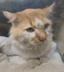 Shelter Stray Male Cat last seen Near S 4220 W, Kearns Township, UT, 84118, 511 W 3900 S, Salt Lake City, UT 84123, USA