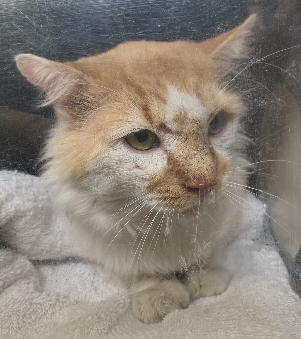 Shelter Stray Male Cat last seen Near S 4220 W, Kearns Township, UT, 84118, 511 W 3900 S, Salt Lake City, UT 84123, USA
