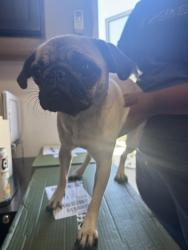 Found/Stray Female Dog last seen COFFEE DRUNK, Long Beach, CA 90804