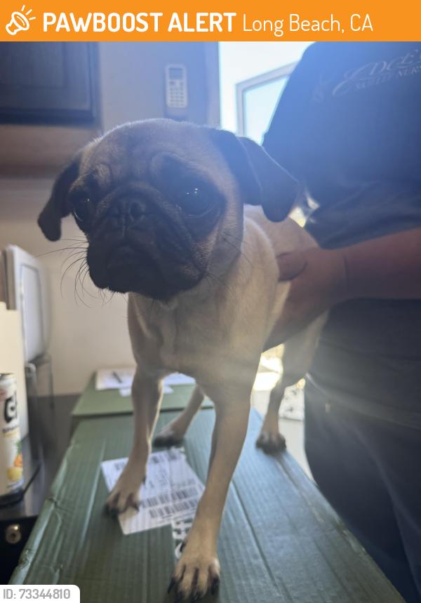 Found/Stray Female Dog last seen COFFEE DRUNK, Long Beach, CA 90804