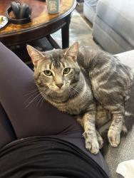 Lost Male Cat last seen Warmlands and Monte mar, Vista, CA 92084