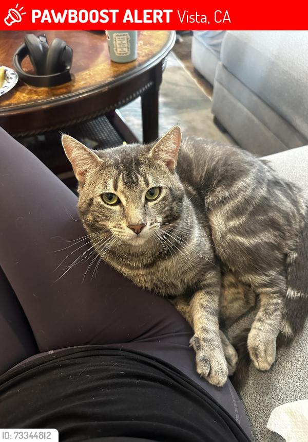 Lost Male Cat last seen Warmlands and Monte mar, Vista, CA 92084