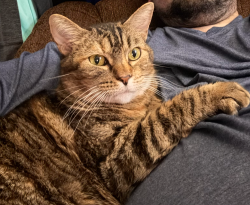 Lost Female Cat last seen Space Center Blvd. & Torry Pines Road, Houston, TX 77062