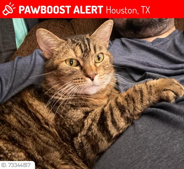 Lost Female Cat last seen Space Center Blvd. & Torry Pines Road, Houston, TX 77062
