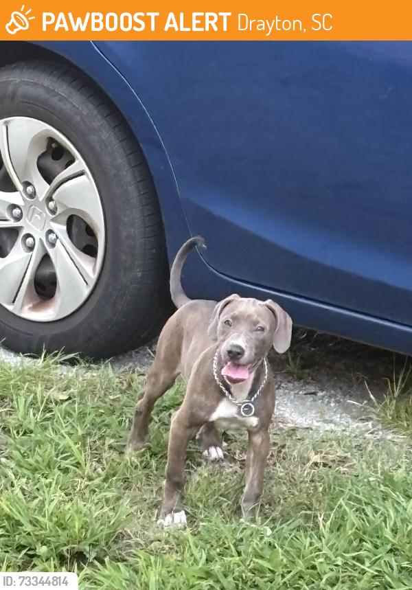 Found/Stray Female Dog last seen Drayton Fire Department, Drayton, SC 29333