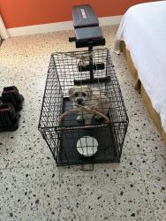 Found/Stray Male Dog last seen National Golf Course near clbh, Las Vegas, NV 89169