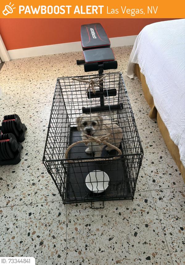 Found/Stray Male Dog last seen National Golf Course near clbh, Las Vegas, NV 89169