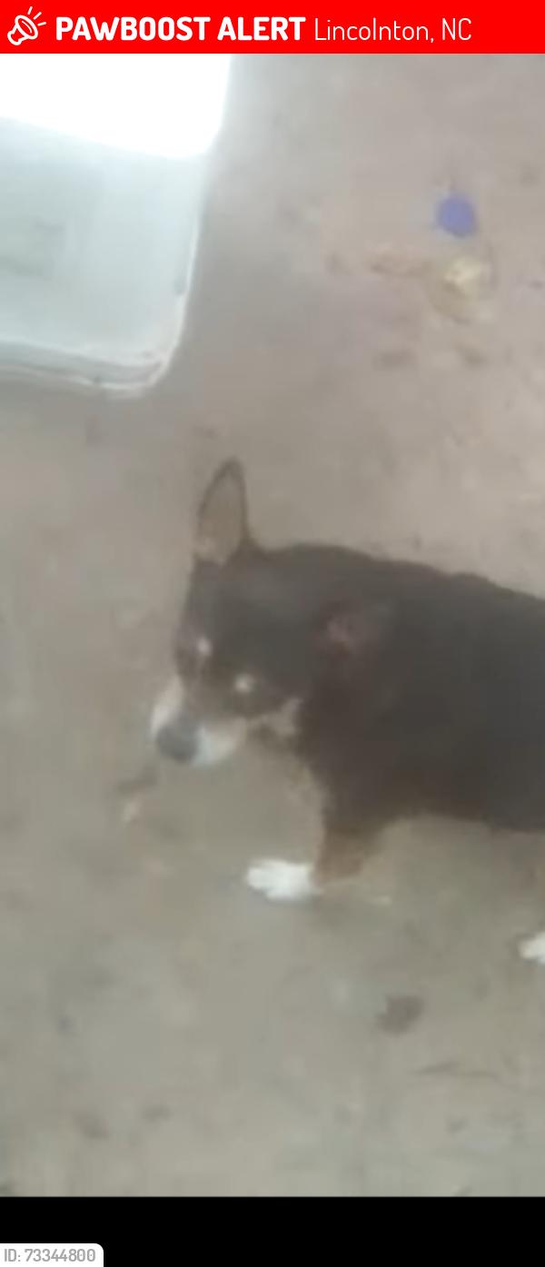 Lost Male Dog last seen Long Shoals Road, Lincolnton, NC 28092