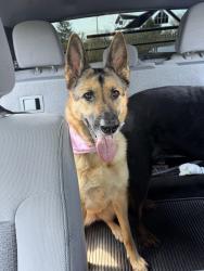 Lost Female Dog last seen San Luis Rey Pkwy Fenton, Meramec Township, MO 63026