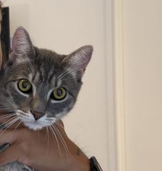 Lost Male Cat last seen 142nd St and 44th Dr, Snohomish, WA 98296